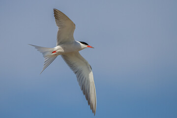 Flußseeschwalbe (Sterna hirundo)