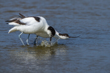 Säbelschnäbler (Recurvirostra avosetta) Paarungsritual