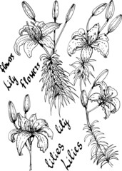 
Lily flowers. Graphic hand-drawn illustration, vector. Separate elements on a white background. Print, vintage, doodle, sketch. Flowering, vegetation.