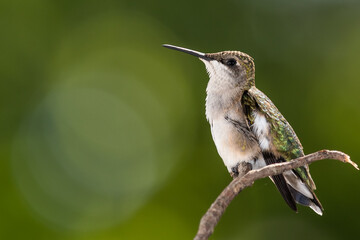 Ruby Throated Hummingbird Perched Delicately on a Slender Twig