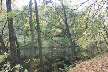 Teich im Walde 3