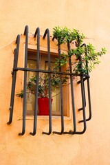 plant in the wall