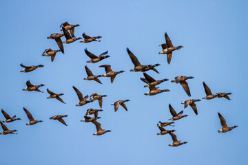 Ringelgänse (Branta bernicla)