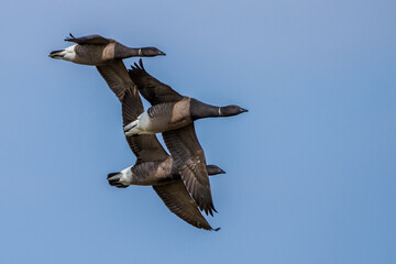 Ringelgänse (Branta bernicla)
