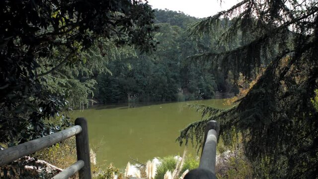 A wide shot of a lake in Franklin Canyon Park in Los angeles with Green water and green trees
