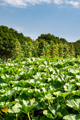 Vegetables growing on an allotment, with a blue sky overhead