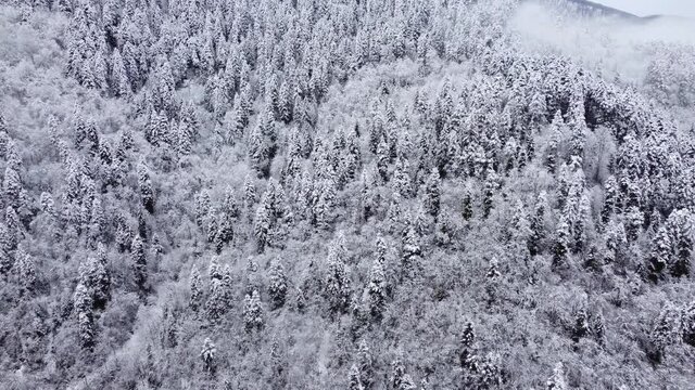Foggy And Snowy Mountain Forest Aerial