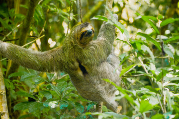 sloth in national park in Costa Rica