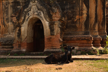 Fototapeta premium cow in front of a temple in Myanmar