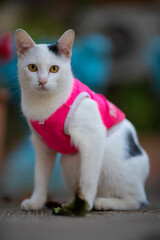 Obraz premium Natural Siamese cats in Thailand