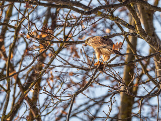 Falke (falco tinnunculus) mit erbeutetem Maulwurf sitzt auf Ast und frisst