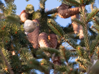 Der kleine Vogel Wintergoldhaenchen (Regulus regulus) hüpft in einer Fichtenbaumkrone von Ast zu...