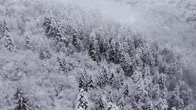 Foggy And Snowy Mountain Forest Aerial