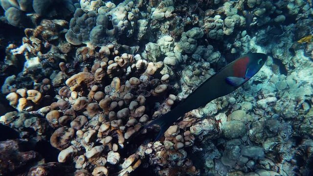 A tropical fish of colors orange, green and red swims through the coral ocean floor. Captured in slow motion on location in Hawaii.