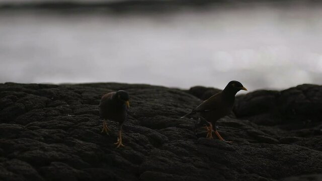 Two black birds walk together across volcanic rock in Hawaii. Captured in slow motion.