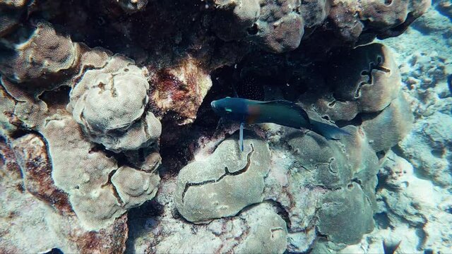 Tropical fish eats algae from the ocean floor coral. An eel finds its way out from behind the fish once it swims away.