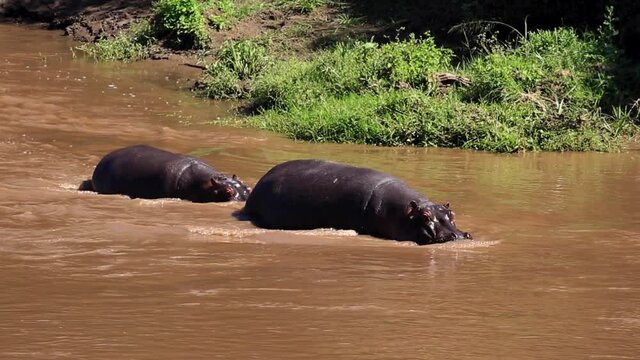 Huge Male And Female Hippo Walking Upstream In Muddy River On A Hot Summer Day In The Serengeti, African Savanna, Kenya.