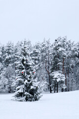 beautiful spreading fir tree with christmas decoration covered by snow with snowy forest on the background