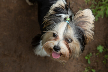 Dog breed Yorkshire Terrier for a walk.