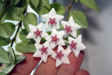 Branch of blooming hoya bella on a white background.