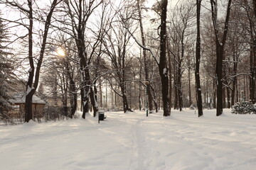 Bielsko-Biała Cygański las