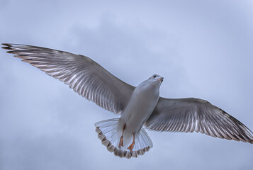 seagull flying in the sky