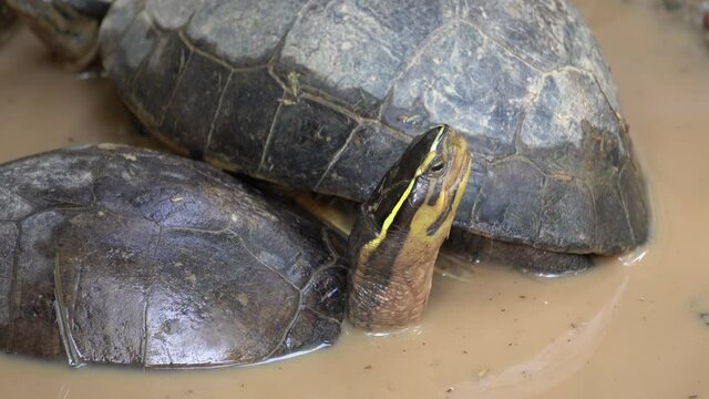 Tortoise in the mud water look around.
