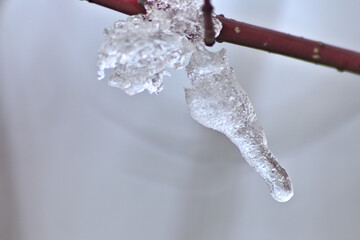 Obraz na płótnie Canvas Snow and icicles on a branch in winter and December shows the cold season with white Christmas and snow crystals and melting snow and melting ice in winter time with frost weather and low temperature