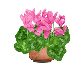 Watercolor illustration of Pink Cyclamen in a pot. Potted houseplants isolated on white.