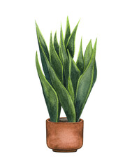 Snake Plant, houseplant in the pot, isolated on white background. Watercolor potted plant illustration. Home decor