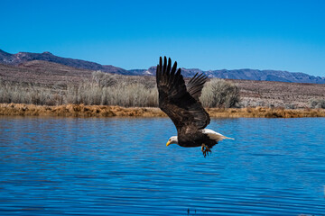 Bald Eagle (Haliaeetus leucocephalus) Going Fishing