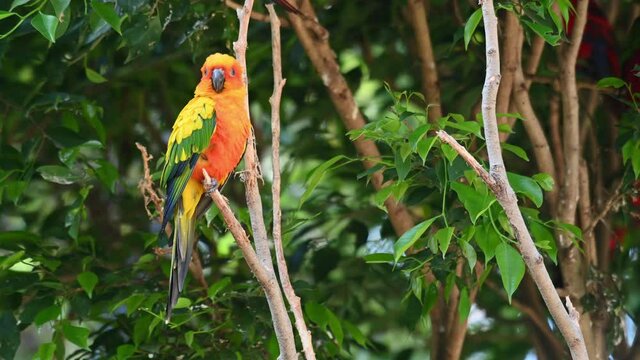 Sun Conure, Sun Parakeet, Aratinga solstitiali, 4K Footage of a Parrot found in South America; facing to the left of the frame while yawning, right foot scratching its side, windy afternoon.