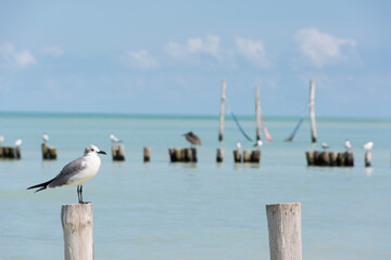 seagull at a beach on Holboy Island in Mexico