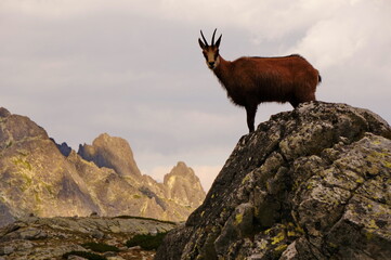Beutiful evening mountain view with a curious wild chamois standing on the edge of a rock and looking to the camera in the High Tatras mountains in Slovakia