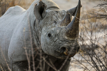 Majestic black rhino in Etosha National Park © Jason Busa