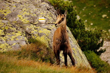 Beautiful and curious chamois standing in front of a rock right next to tourist sign in High Tatras mountains in Slovakia