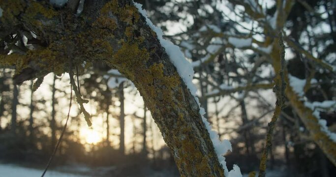 Medium close up shot of a tree branch covered with lichen and fungus. Handheld shot with shallow depth of field, winter evening, snow on the tree.