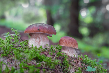 Edible boletus edulis known as penny bun mushroom in mossy forest - Slovakia