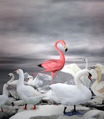 Stand out from a crowd: a pink flamingo shows the concept of being different - 406495463
