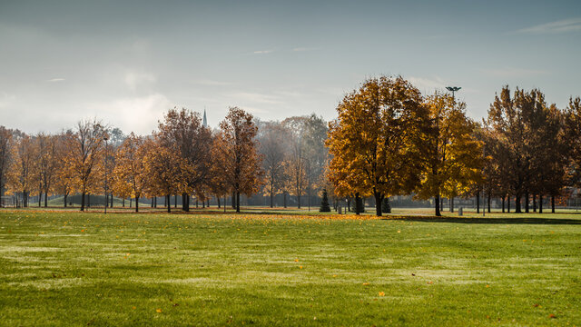 Urban landscape with orange trees in park during autumn.