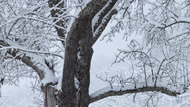 ree covered in snow while it is still snowing heavily