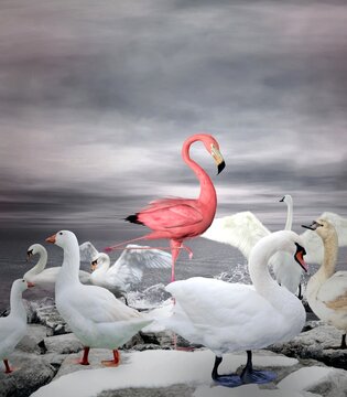 Stand out from a crowd: a pink flamingo shows the concept of being different