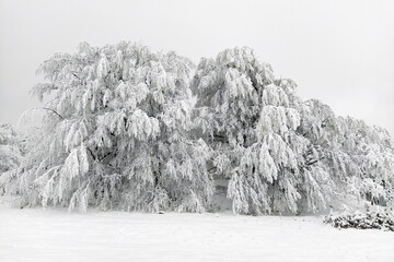 Snow covered tree, Heavy wet snow on trees branches, deformed, snowfall damage