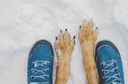 close-up of the dog's paws and the owner's feet on the snow in winter. dog and human walking outdoors in the winter.