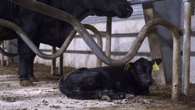 Cute black baby angus calf lying on the ground, large mother angus cattle watching on the newborn. Close up shot.