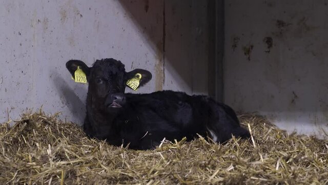 Black young norwegian calf relaxing and lying on hay in cow farm in Norway. Close up shot.