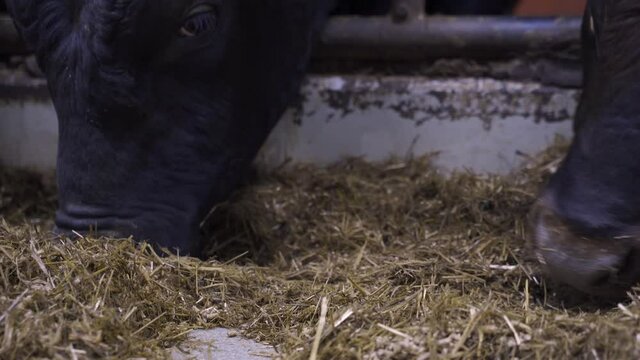Macro low angle shot showing black colored norwegian red ox eating fresh hay in stable.