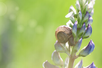 funny snail sits on a beautiful lupine flower, with a shell transparent in the sun
