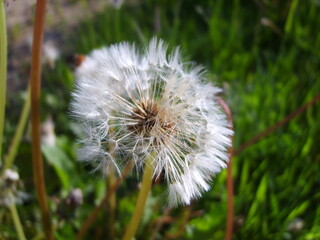 a dandelion flower