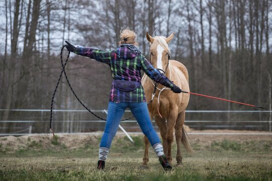 horse and girl exercise lunging the horse rope - carrot stick training with a horse in the meadow